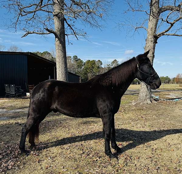 all-around-tennessee-walking-horse