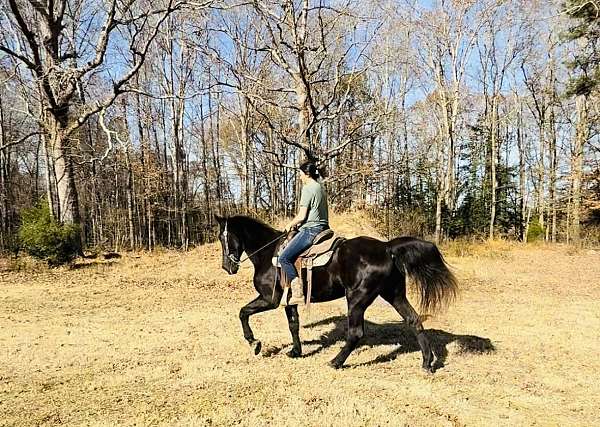 attention-tennessee-walking-horse