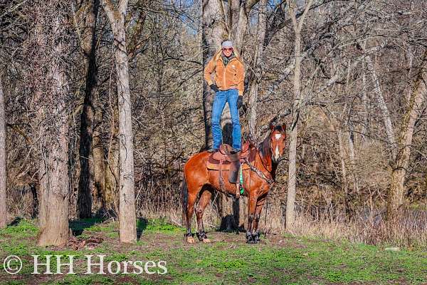 all-around-missouri-fox-trotter-horse