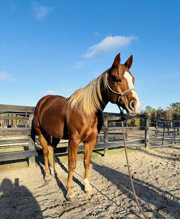 mahlstedt-ranch-quarter-horse