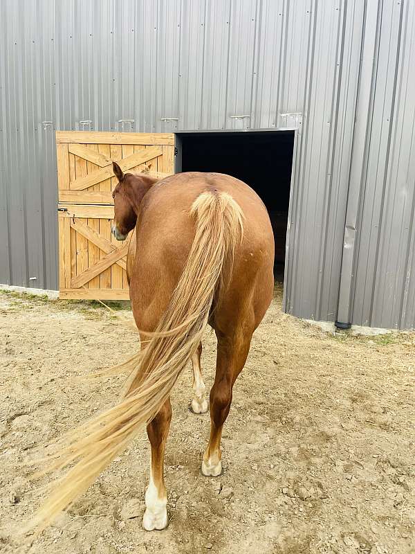 colonel-doc-bar-chex-horse