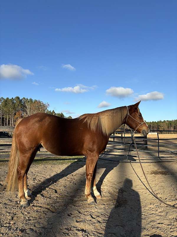 mahlstedt-ranch-horse