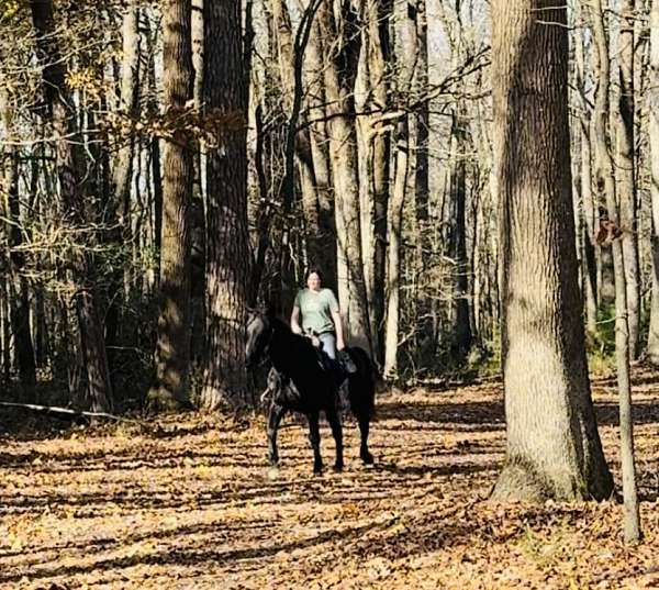 all-tennessee-walking-horse