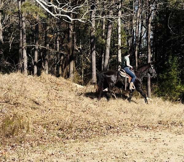 attention-tennessee-walking-horse