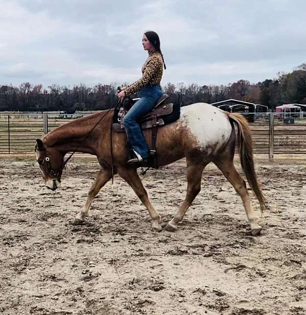 all-around-appaloosa-horse