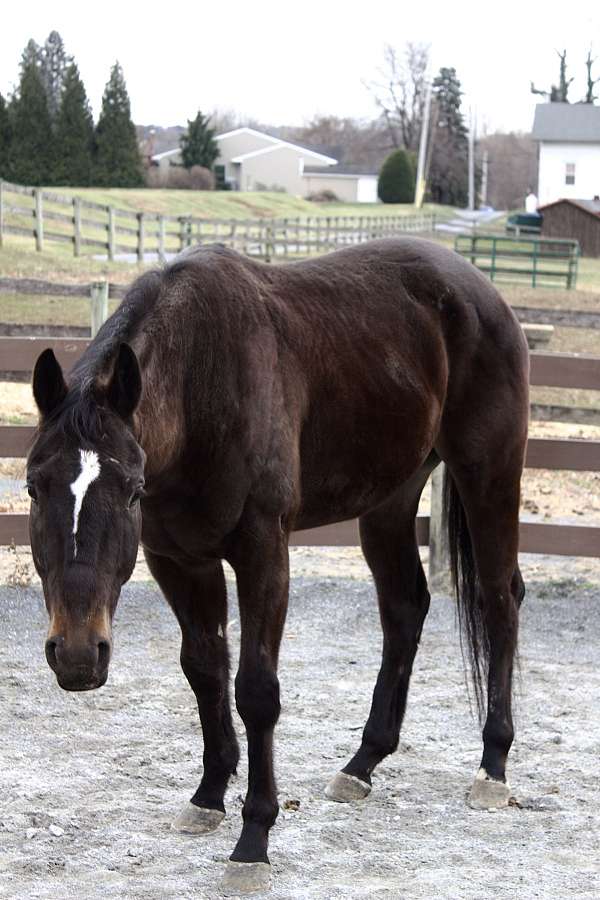 white-star-horse