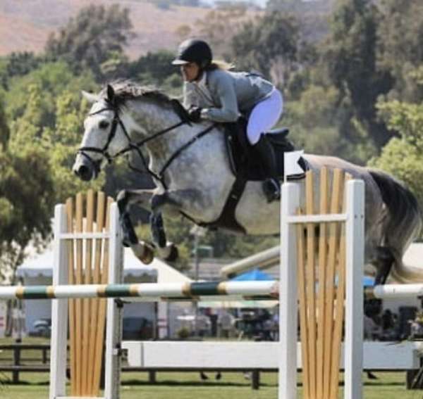 12-lease-warmblood-horse