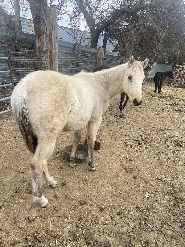 black-mane-tail-stocking-horse