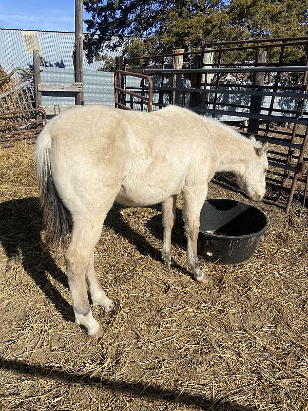 buckskin-black-mane-tail-stocking-horse