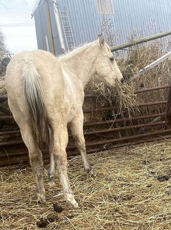 gorgous-quarter-horse