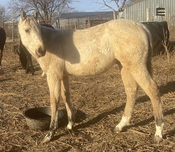 black-mane-tail-stocking