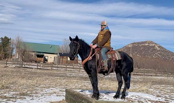 pre-draft-horse