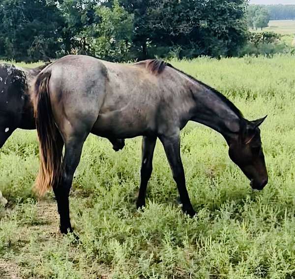 bay-cross-ranch-horse