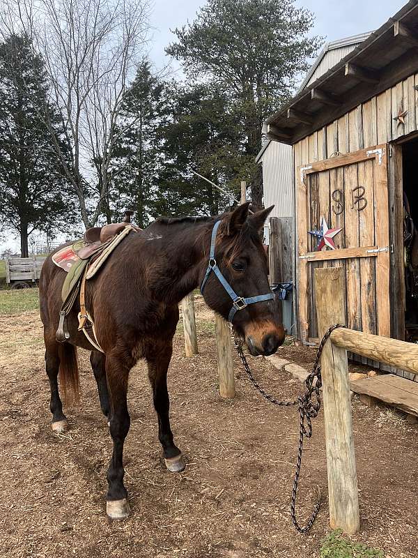 beginner-standardbred-horse