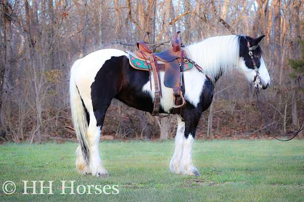 all-around-gypsy-vanner-horse