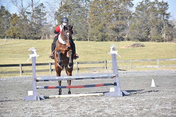 all-around-dutch-warmblood-horse