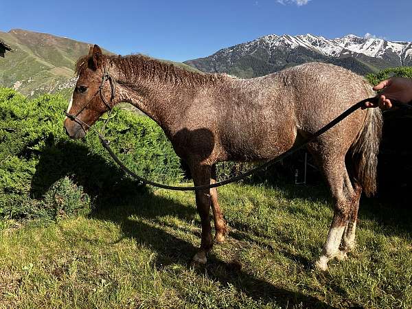 red-roan-blaze-white-socks-horse