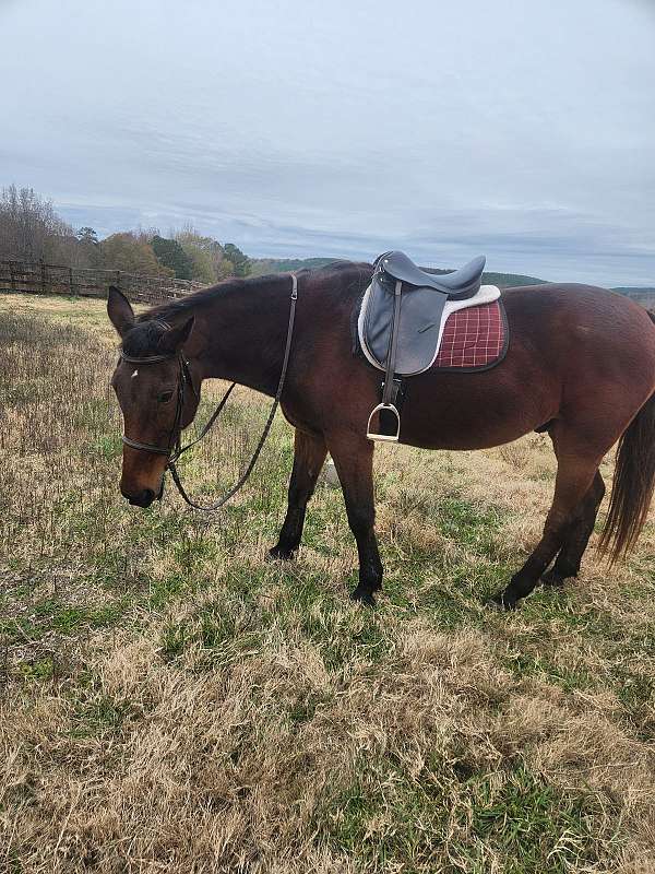 rango-standardbred-horse