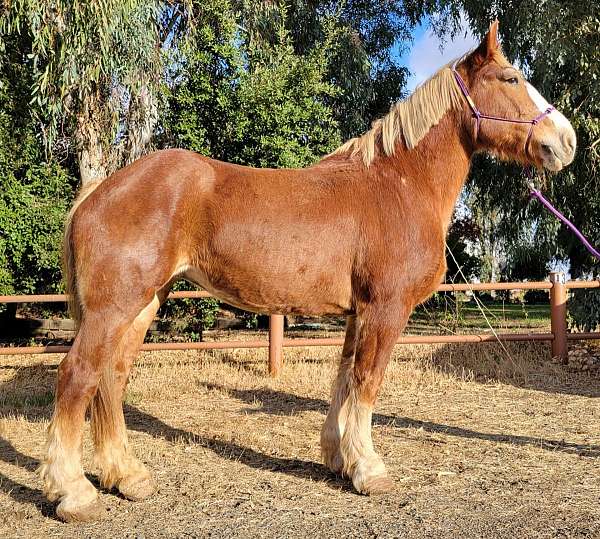 flaxen-mane-tail-horse