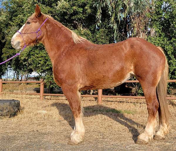 sorrel-flaxen-mane-tail-horse