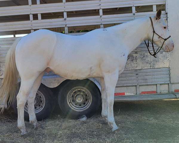 sorrel-white-mainly-white-one-brown-eye-blue-eye-horse