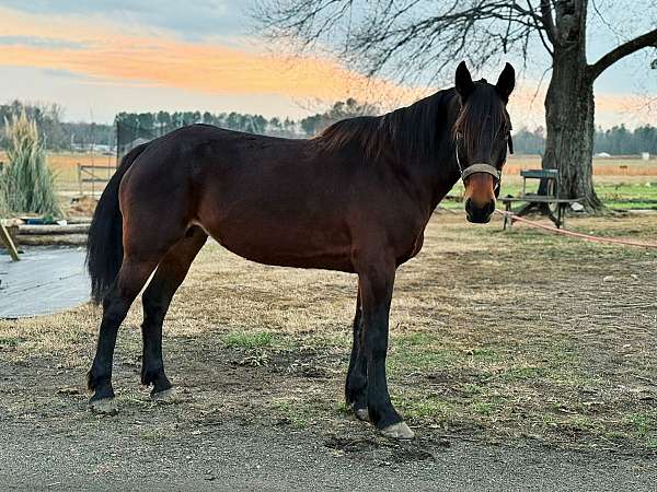 all-around-friesian-morgan-horse