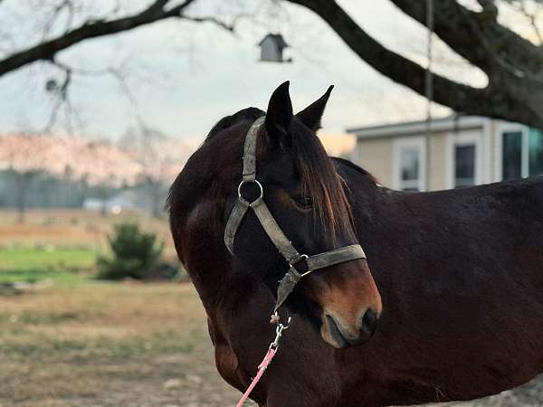 bay-friesian-mare