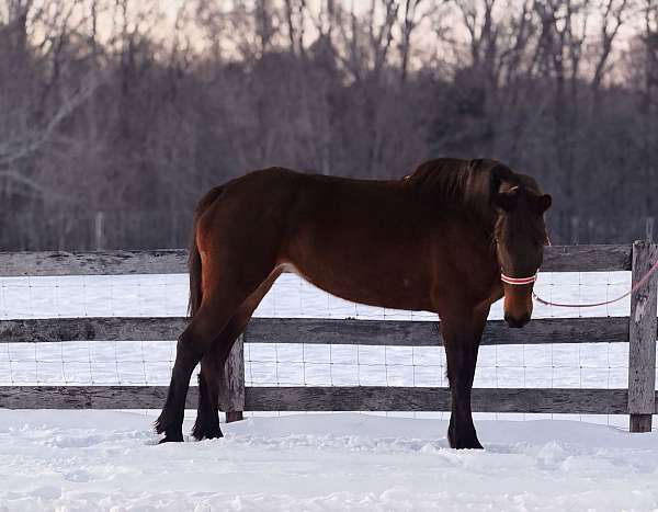 bay-friesian-mare