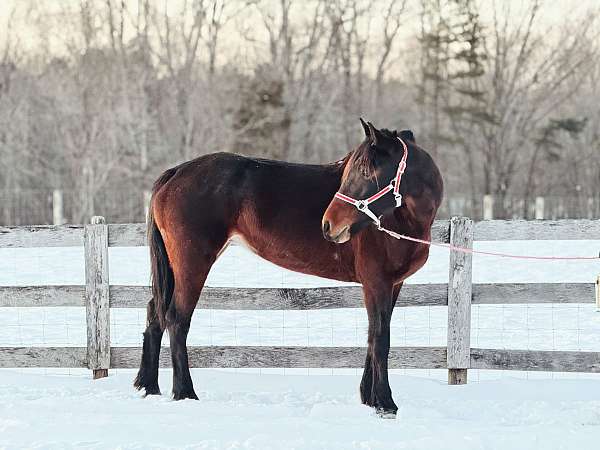 turns-heads-friesian-horse