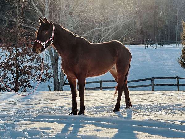 all-friesian-horse