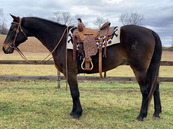 trail-quarter-horse