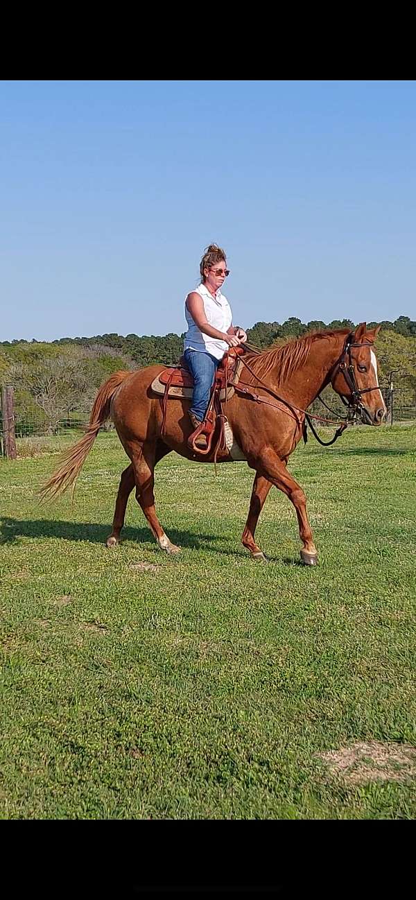 quarter-horse-gelding