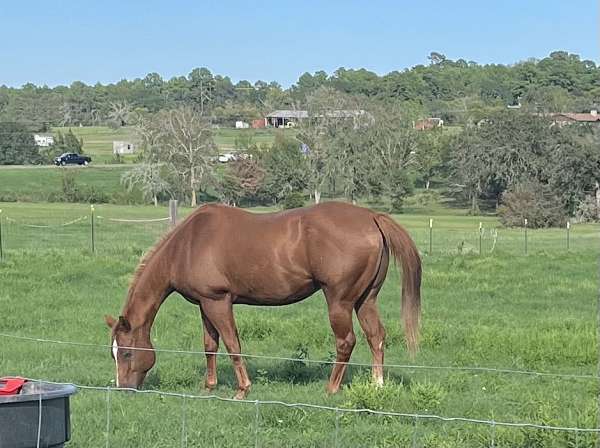 around-quarter-horse