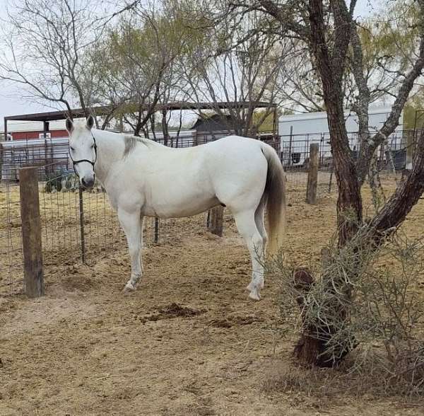 15-hand-gelding