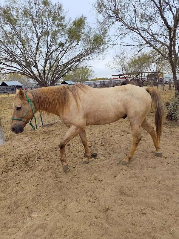 14-hand-gelding