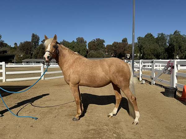 palomino-blaze-socks-pony