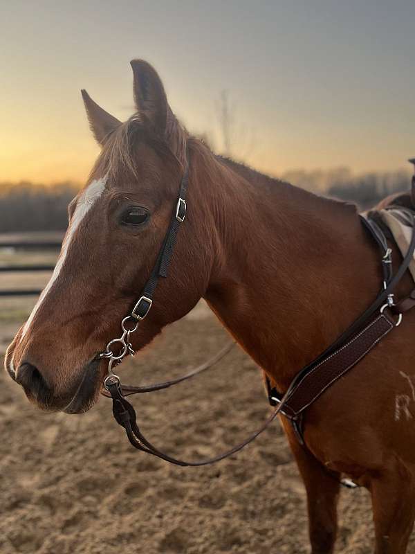 amazing-quarter-horse