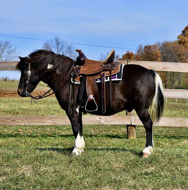 riding-driving-pony-gelding