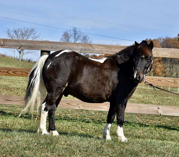 black-white-pony