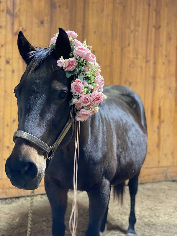 tb-makeover-thoroughbred-horse