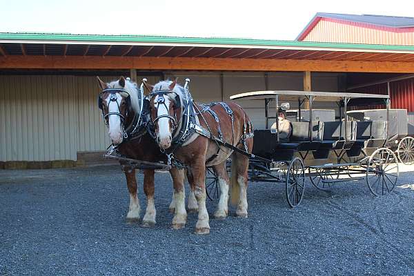 driving-belgian-horse