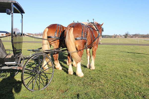 flashy-belgian-horse