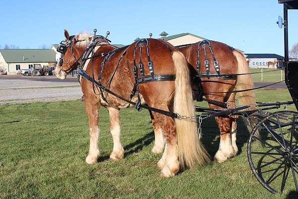 parade-belgian-horse