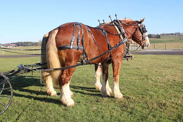 husband-safe-belgian-horse