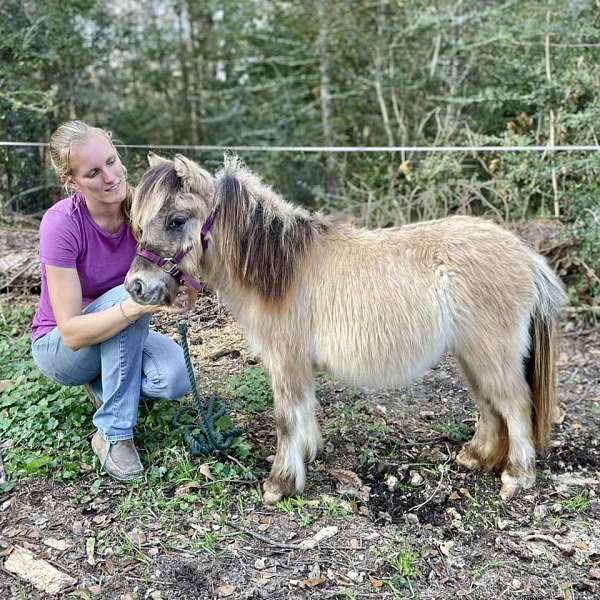 halter-therapy-appaloosa-horse