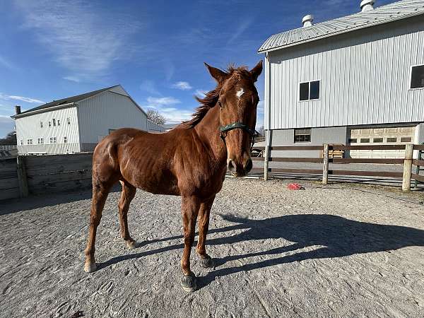 thoroughbred-gelding