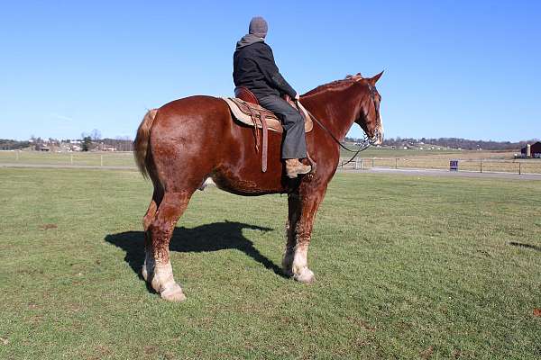 white-strip-legs-horse