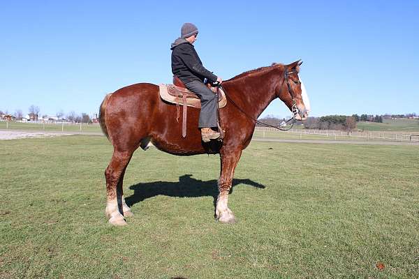 all-around-draft-horse