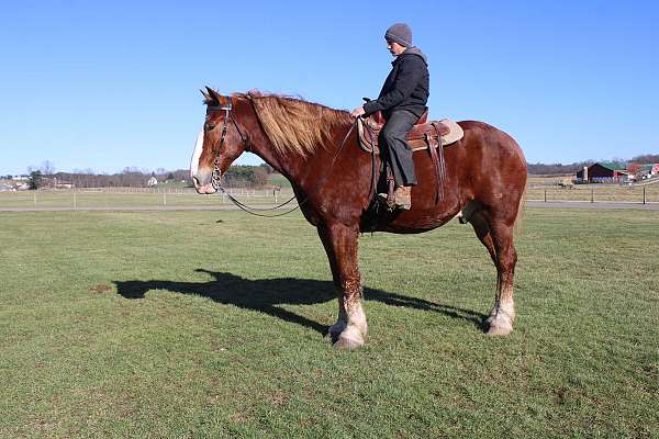 red-dun-white-strip-legs-horse