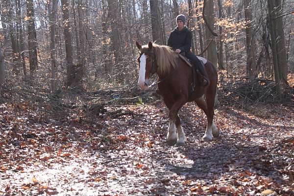 kid-safe-draft-horse